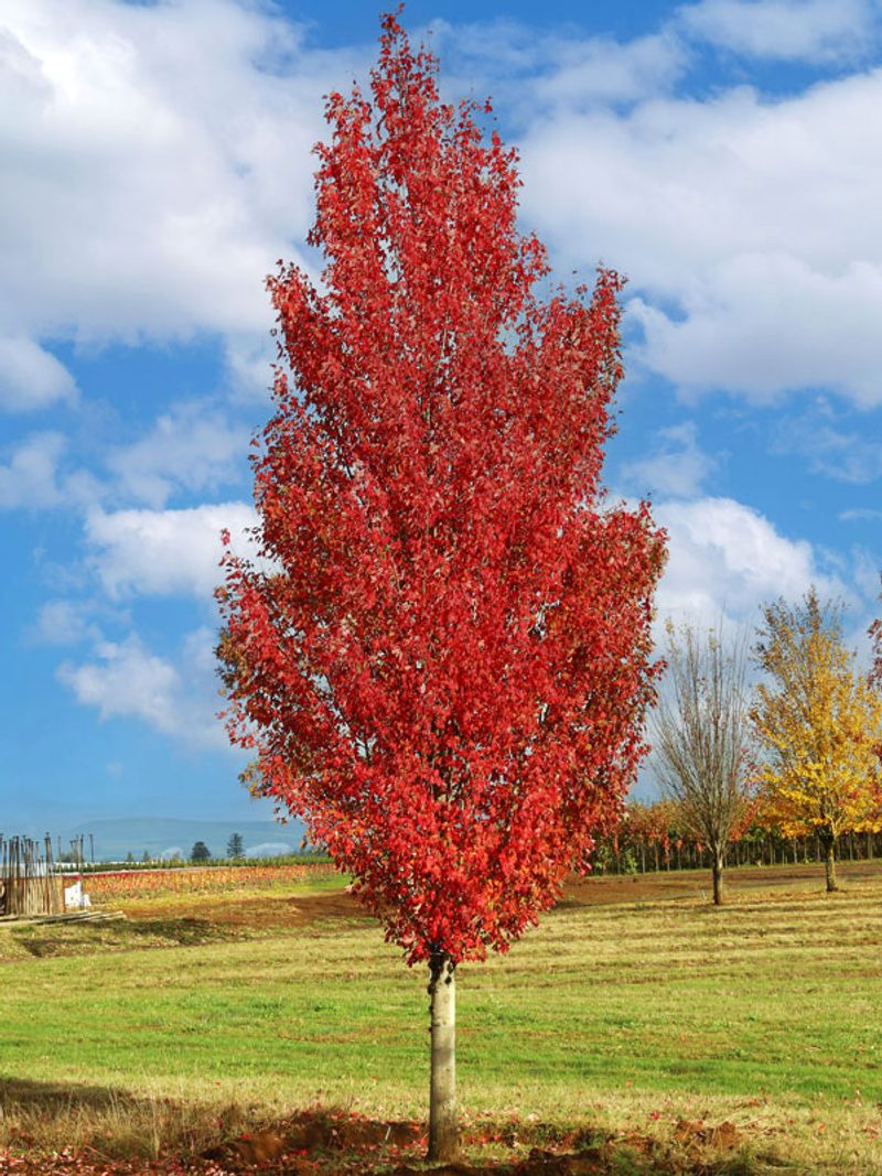 Red Maple