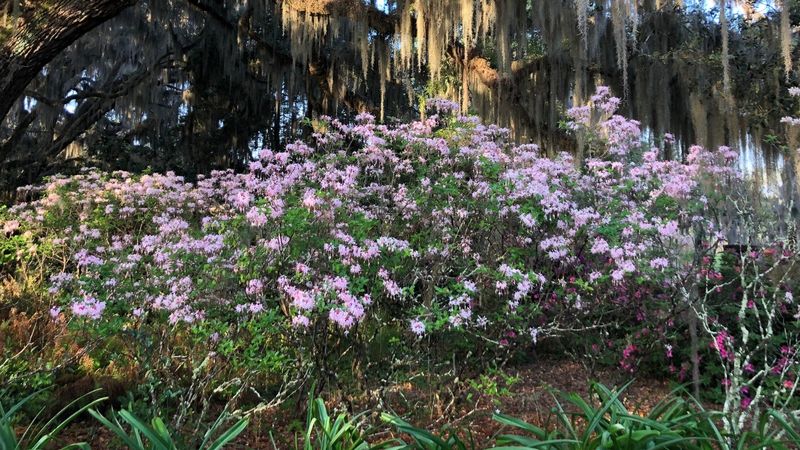 Native Azalea Brings Brilliant Spring Color To North Carolina Gardens