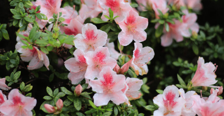 azalea shrub