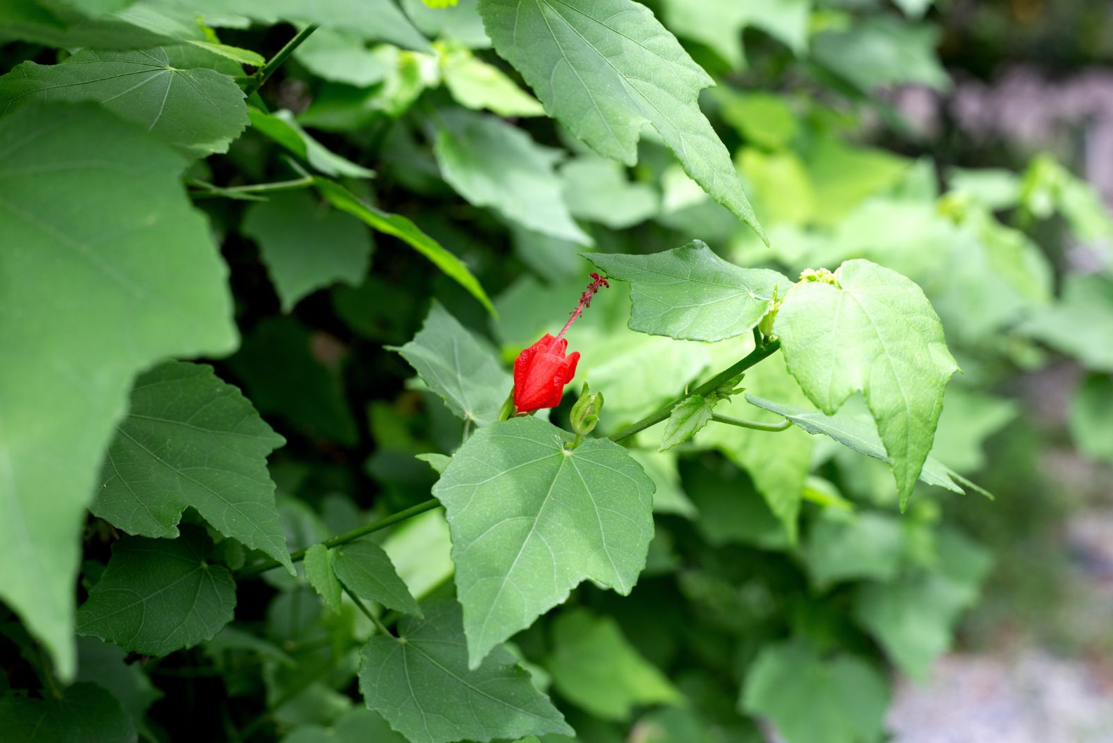 turks cap