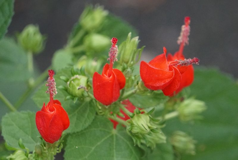 Why Turk's Cap Is Perfect For South Texas