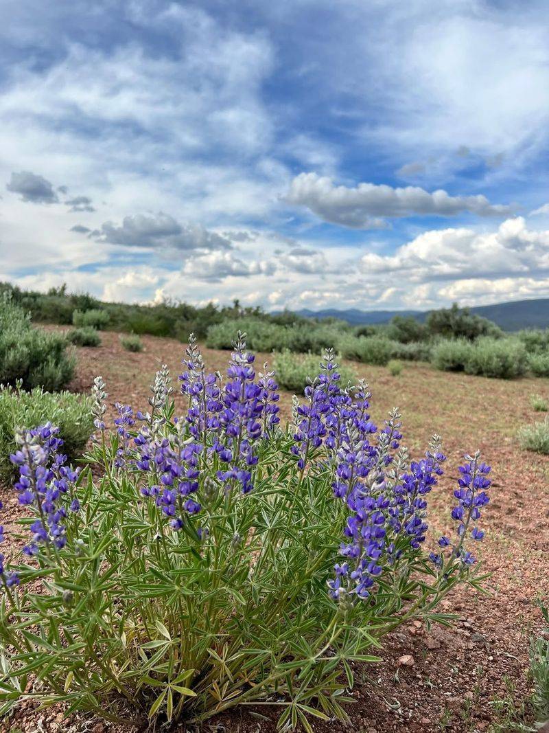 Why Lupine Loves California