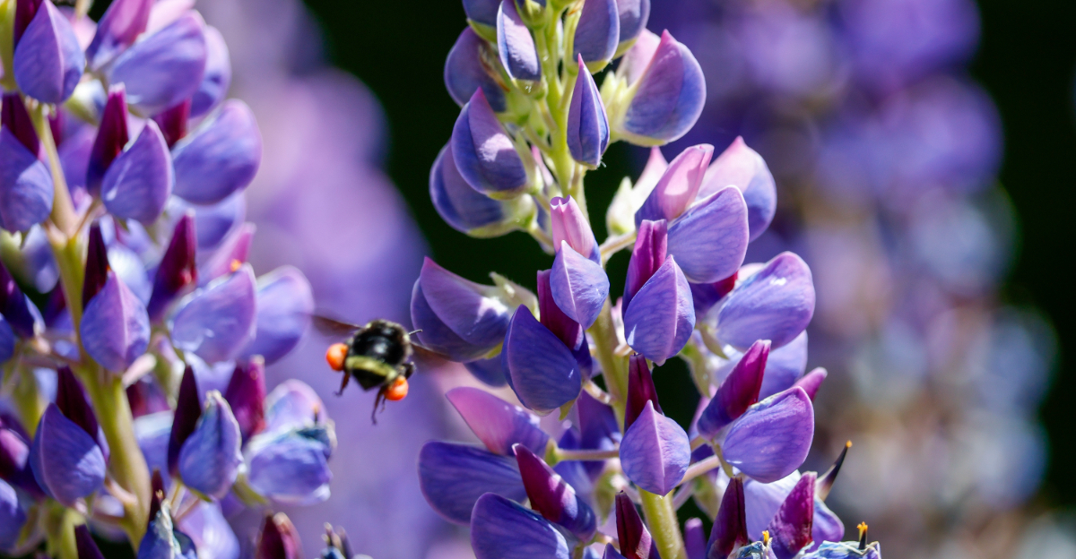 lupine