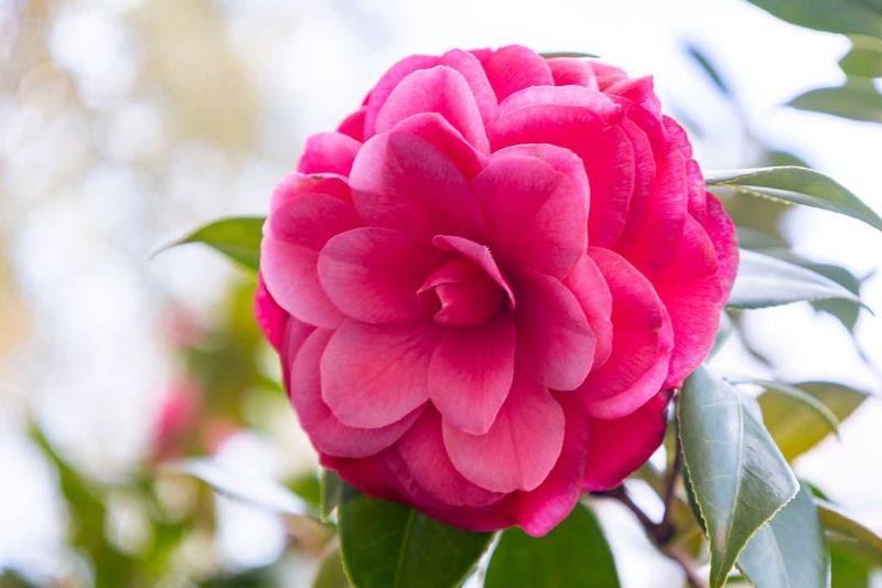 Choose The Right Camellia Variety