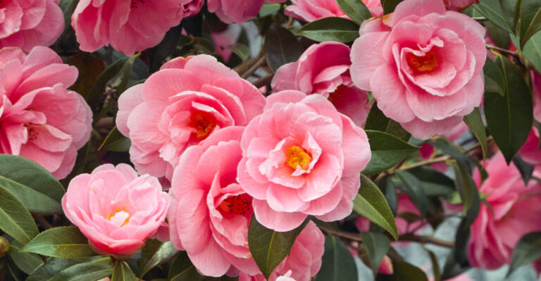 camellia