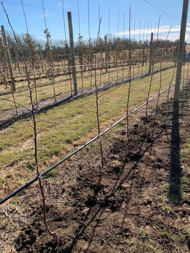 Avoid Very High-Chill Apples In Warmer Southern Counties