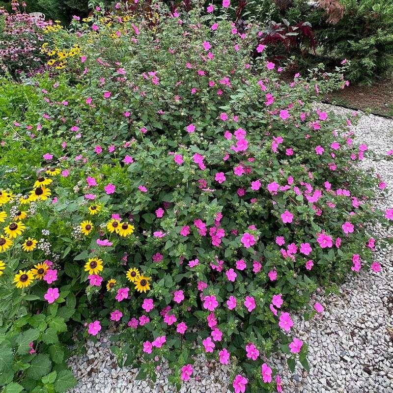 Group Plants By Water Needs