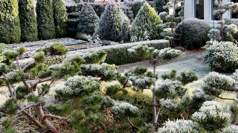 Include Evergreen Shrubs To Maintain Year-Round Structure