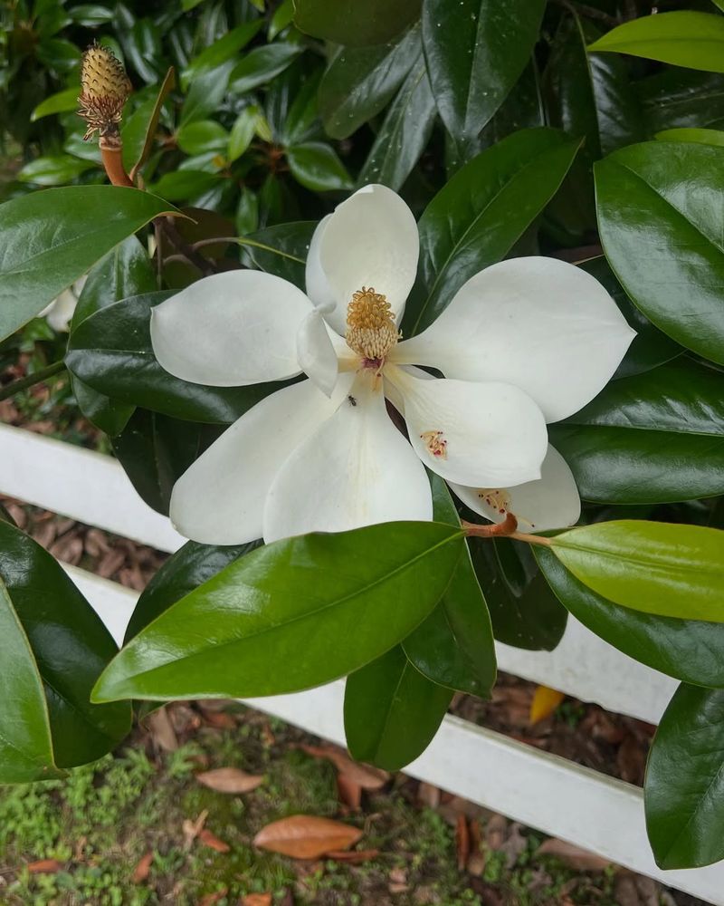 Avoid Common Magnolia Mistakes