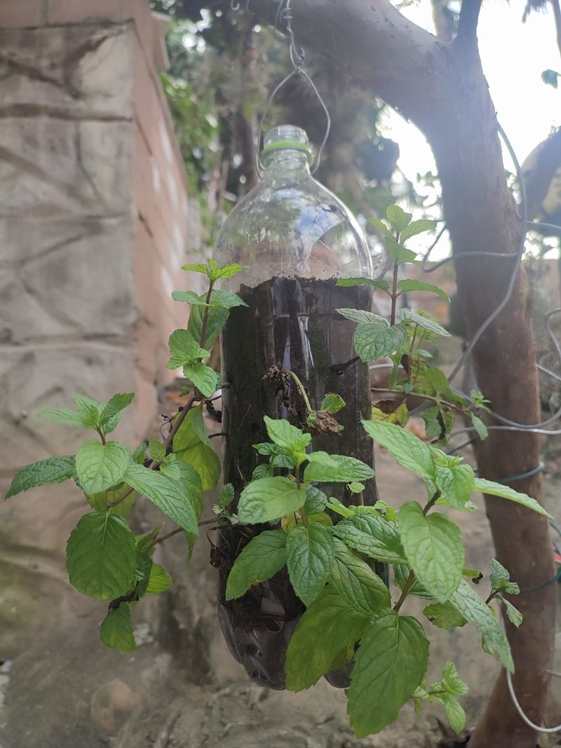 Providing Ideal Light And Water Conditions In Pennsylvania Homes