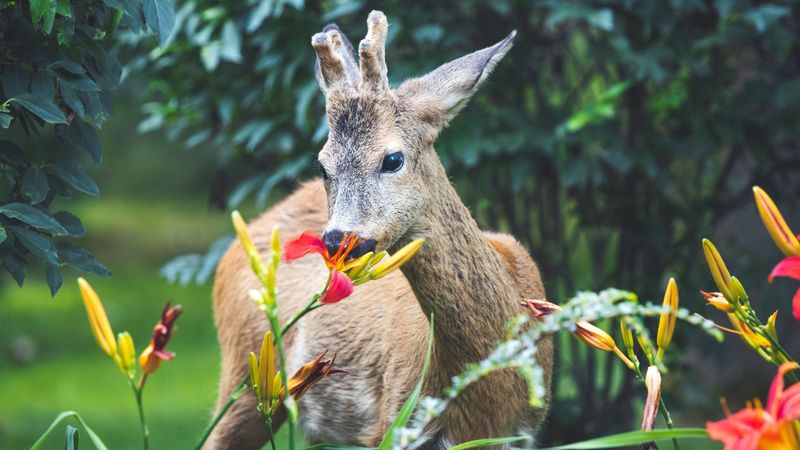 Strong Odor Companion Plants May Deter Browsing