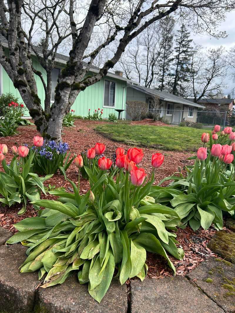 Adapting To Unpredictable Springs