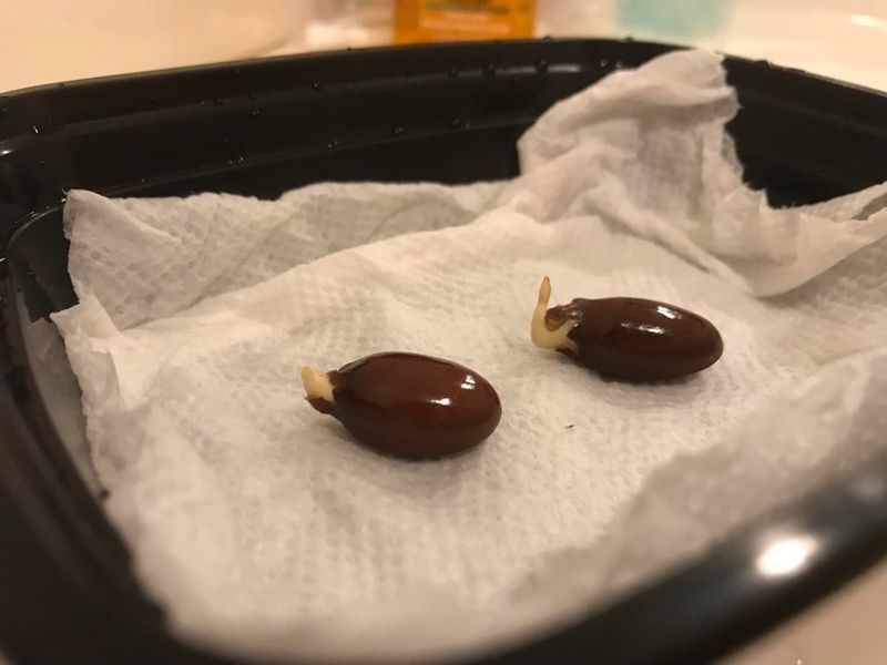 Ignoring Scarification For Hard-Coated Seeds