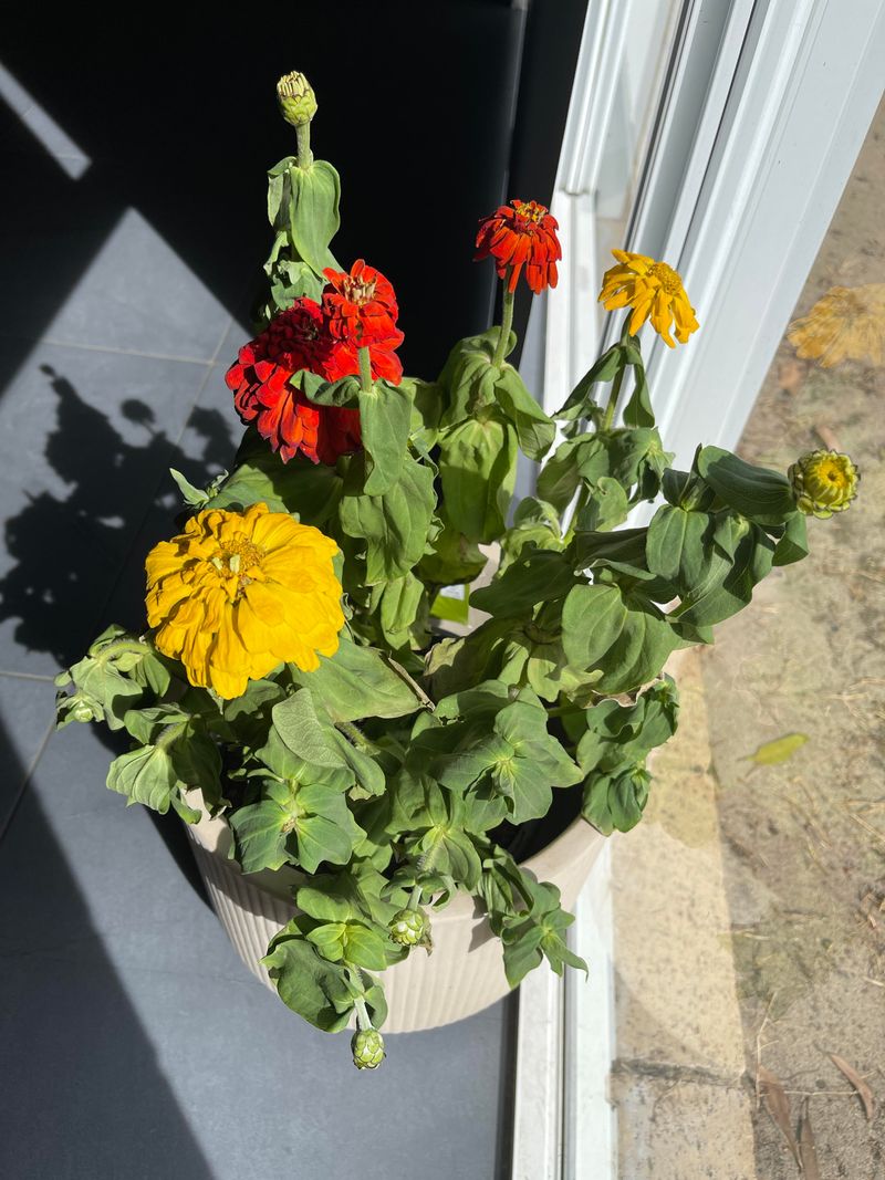 Overwatering In Fast Draining Desert Soil