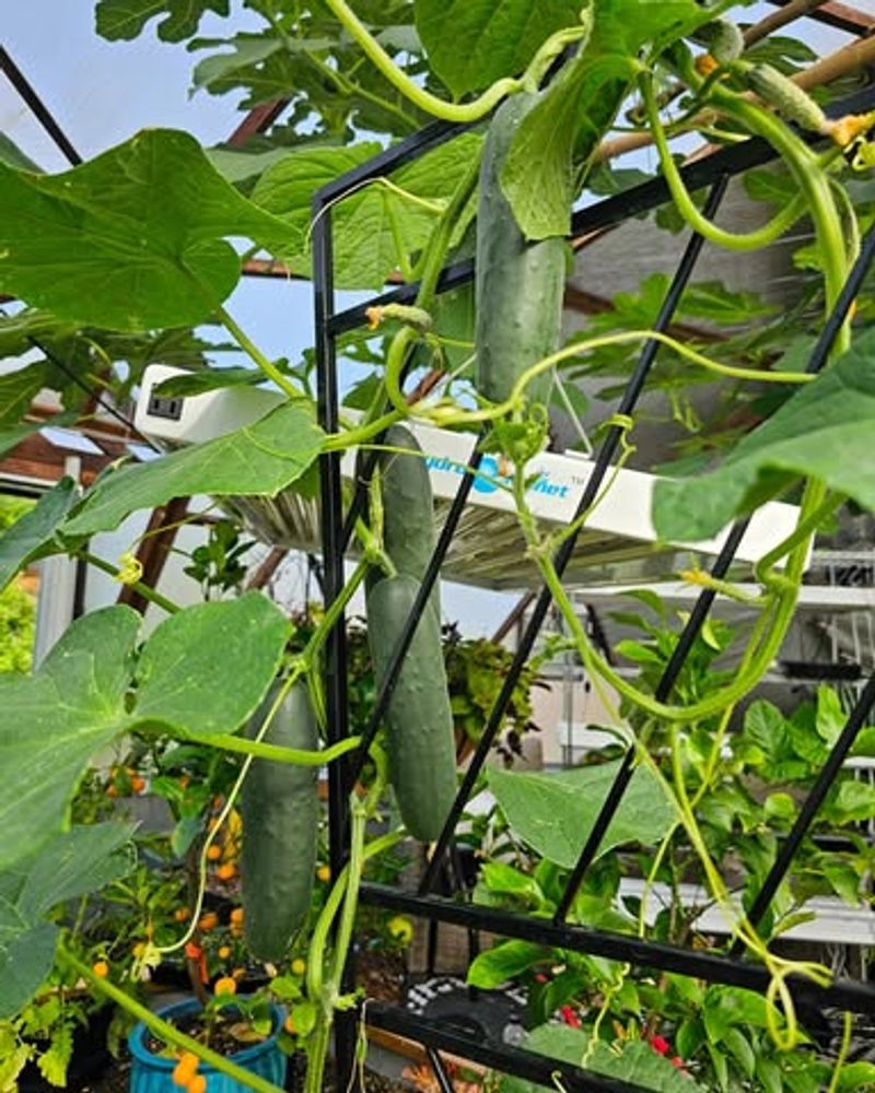 So Can Sowing Outdoor Warm-Season Vegetables