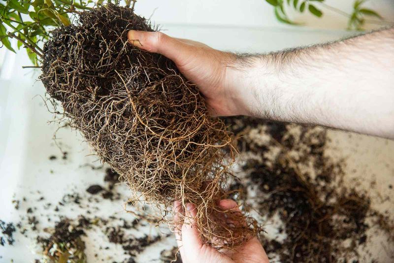 Root Systems Become Dense, Loosen Roots During Transplant
