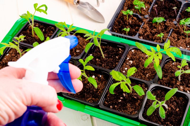 Seedlings Experience Temperature Stress, Maintain Stable Indoor Warmth