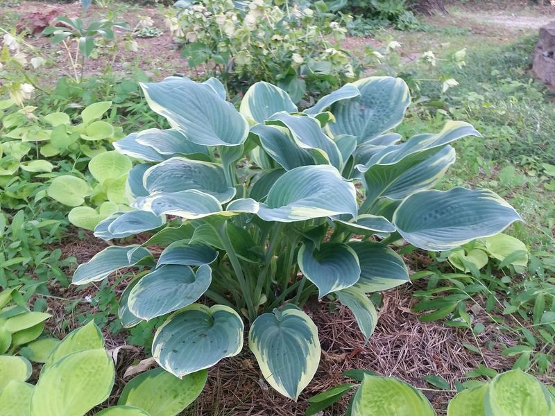 Plants That Stabilize Soil