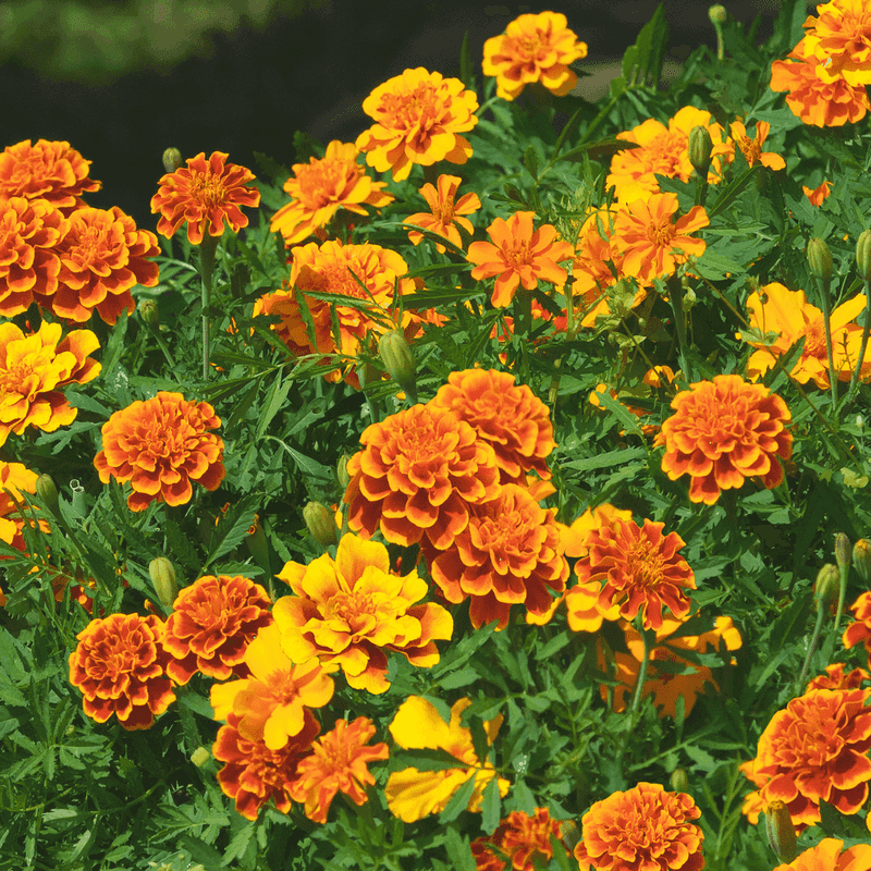 Plants That Repel Common Garden Pests