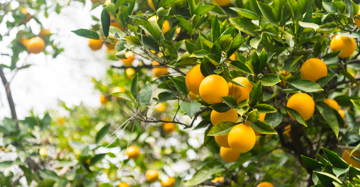 citrus tree (featured image)