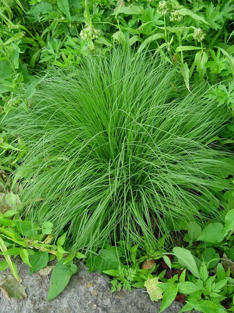 Plants That Are Drought-Tolerant