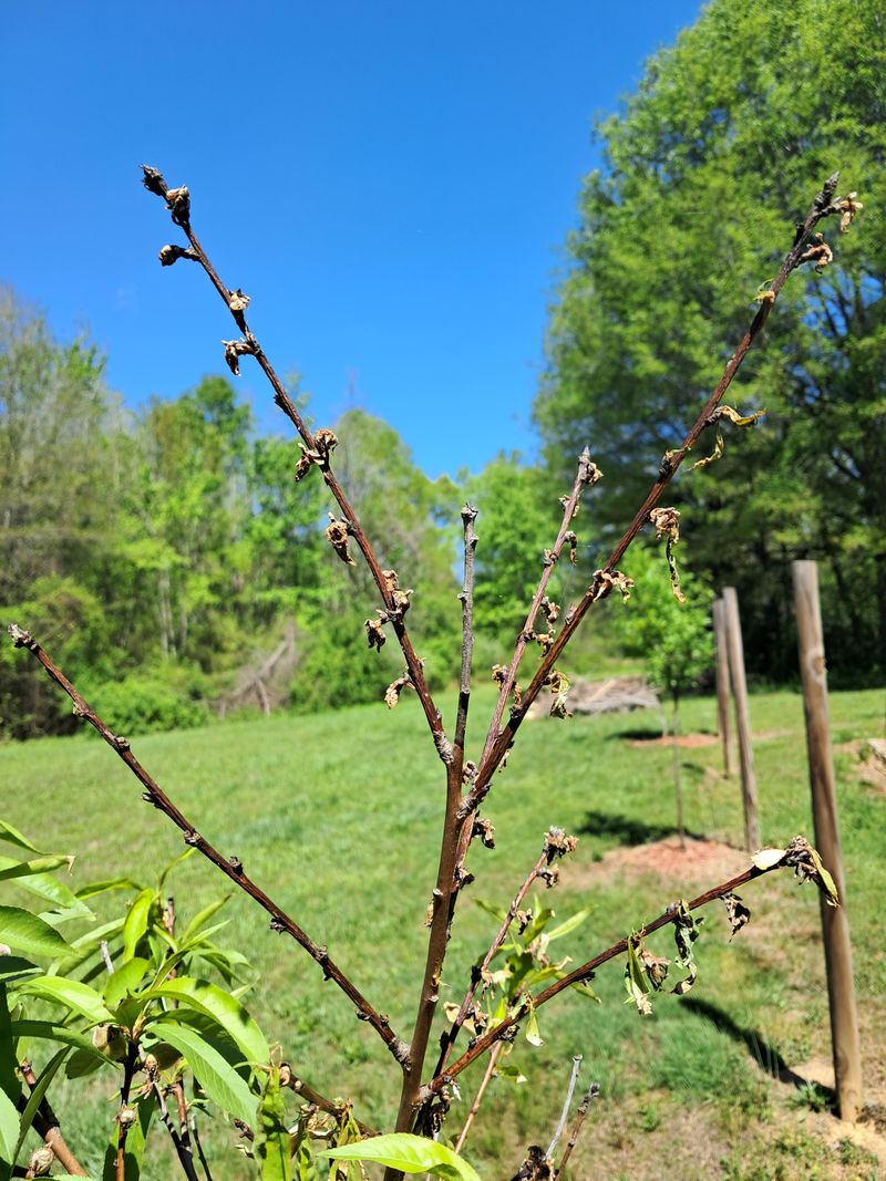 Peach (Prunus persica) 