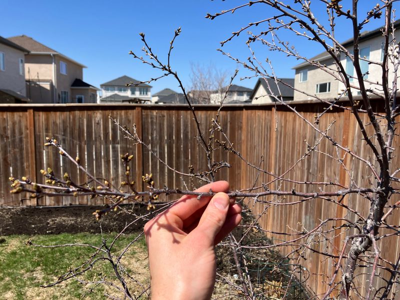 Cherry Tree (especially sour cherry)