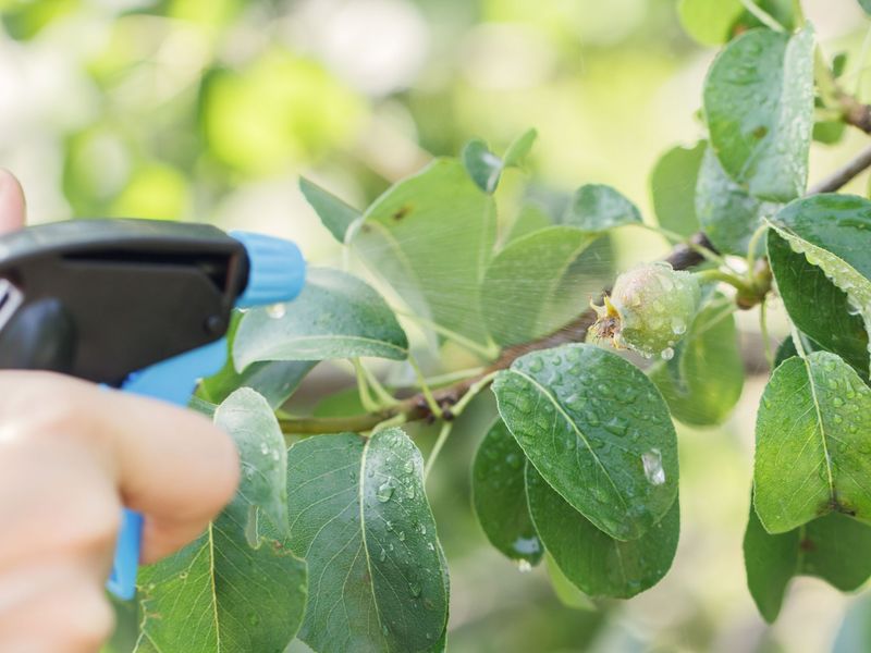 Pear Trees Require Specialized Attention