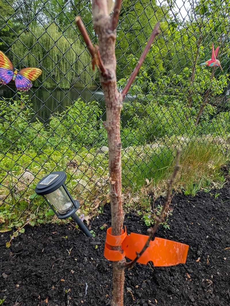 Apricot Trees Should Be Sprayed Before Arizona's Warm Spell Speeds Growth
