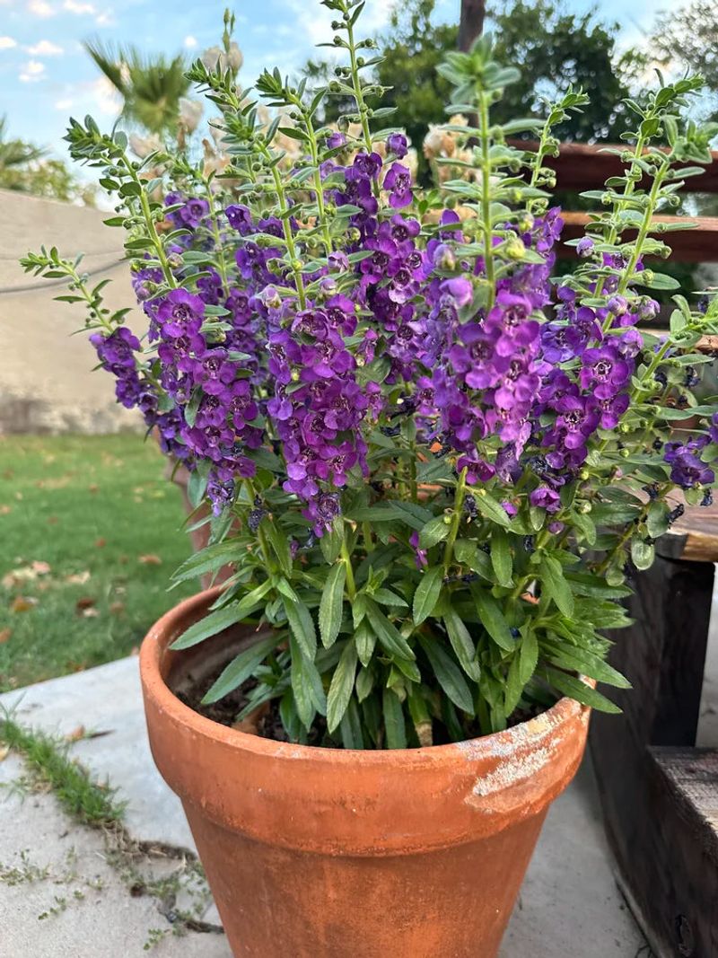 Angelonia Keeps Blooming When Others Fade