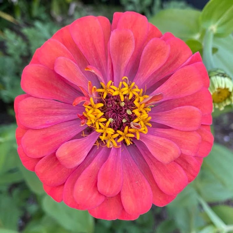 Zinnias That Keep Your Garden And Bouquets Full Of Color