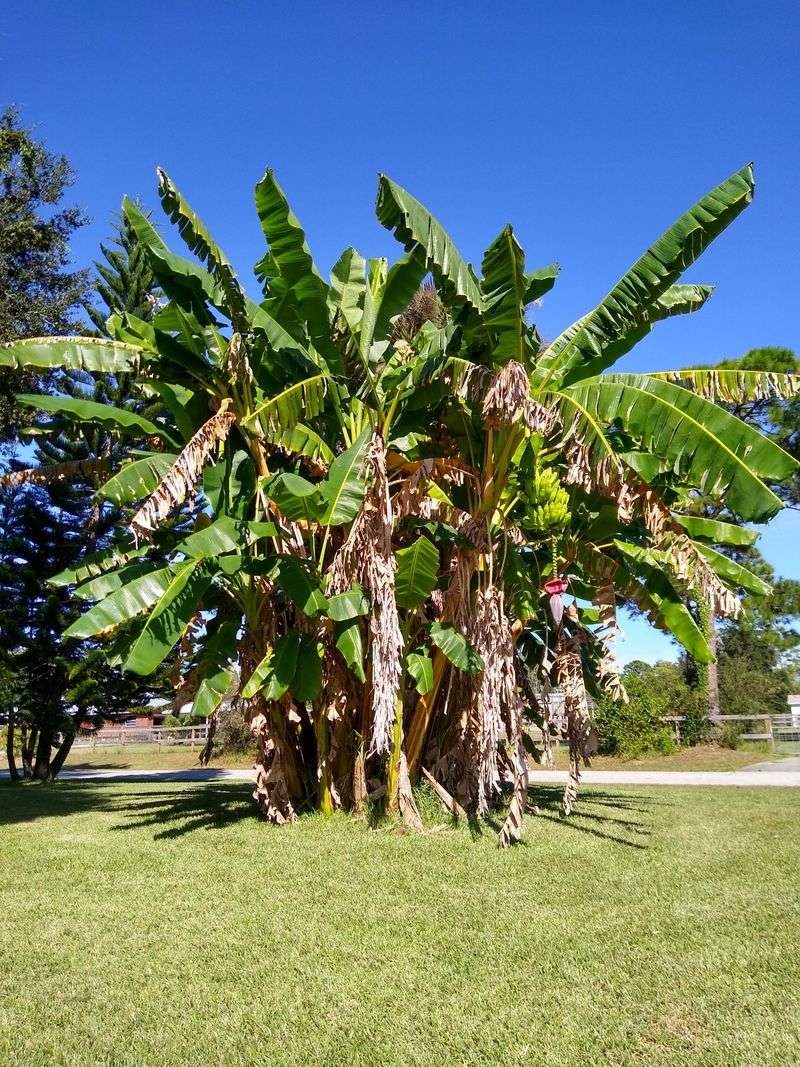 Banana Plant Fast Growth That Stops In Cold