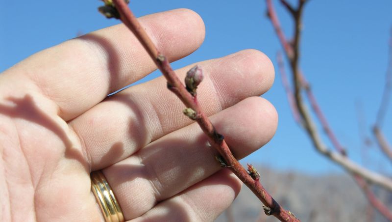 Apricots Thrive With Early Protection