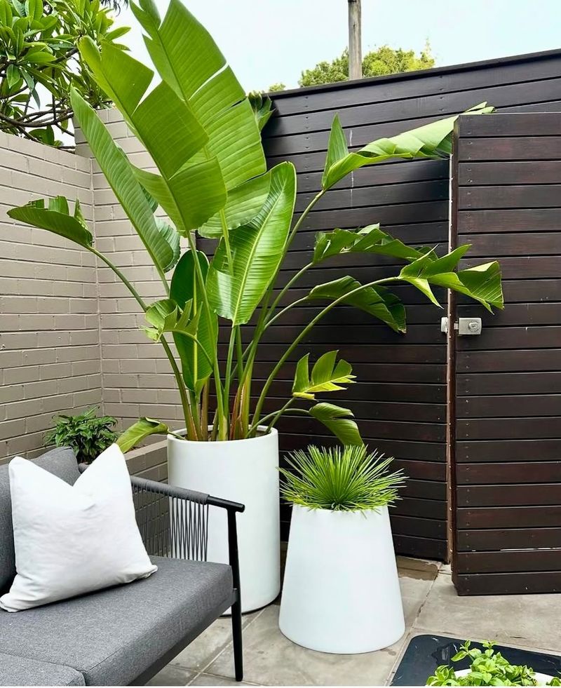 Bird Of Paradise Makes A Bold First Impression