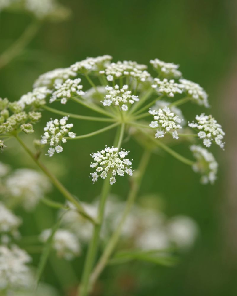 Water Hemlock Is Considered One Of The Most Toxic Wild Plants
