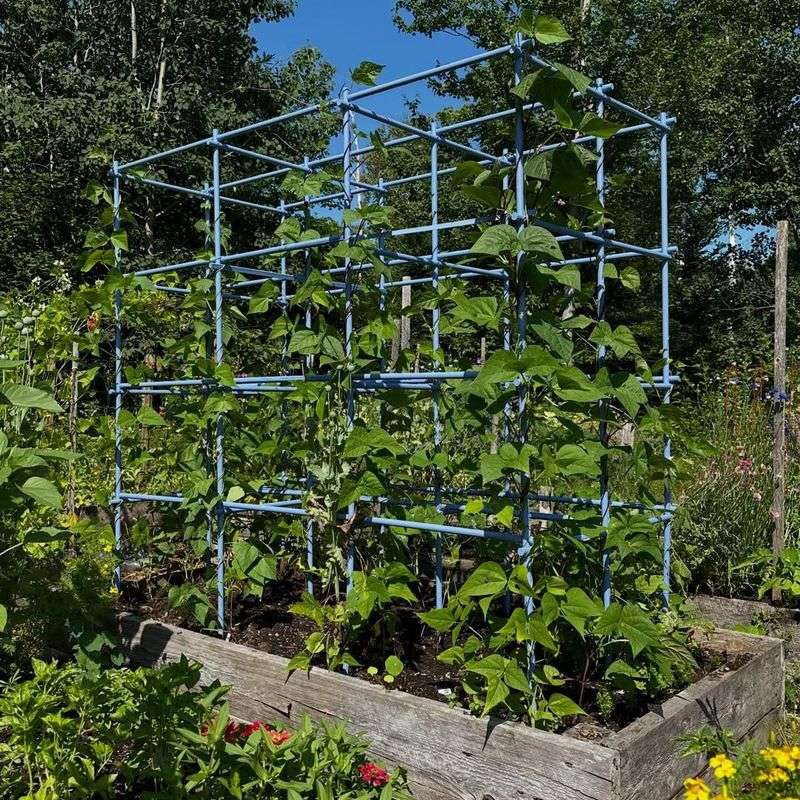 Cucumbers And Pole Beans Grow Up One Trellis Without Crowding