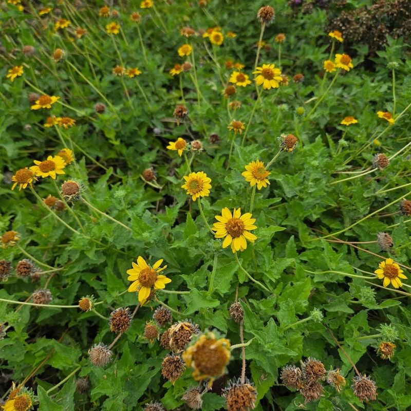 Survival Over Showiness