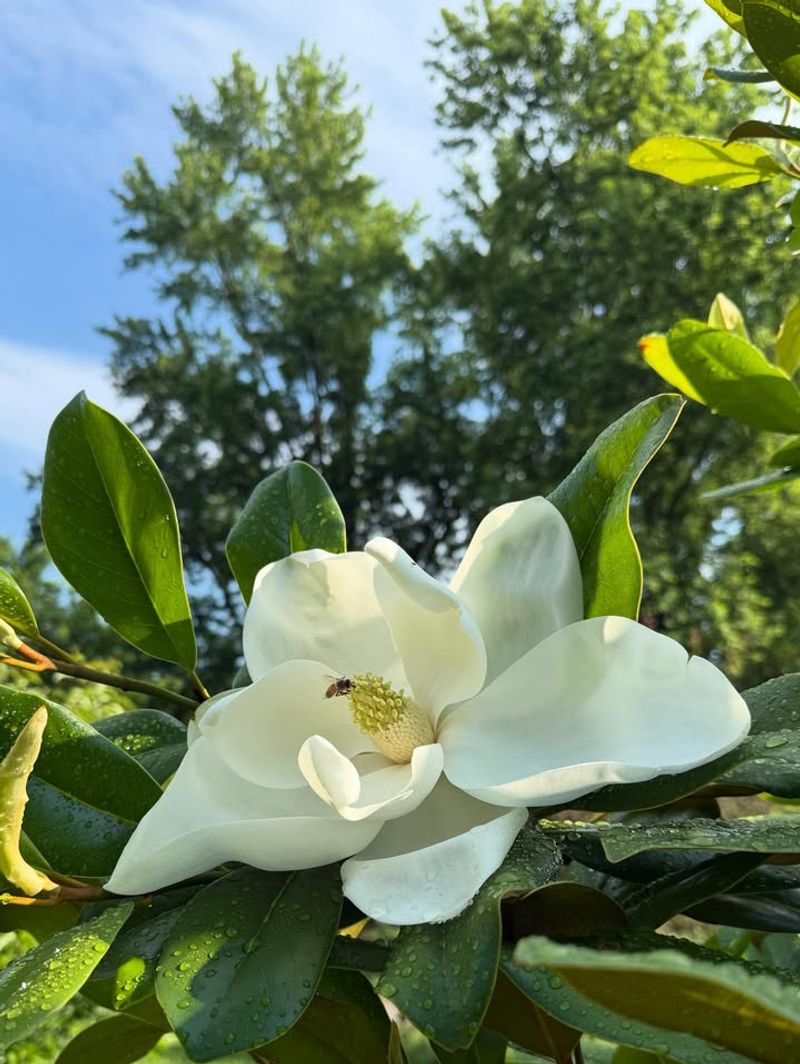 Year-Round Presence Creates Stability With Southern Magnolia