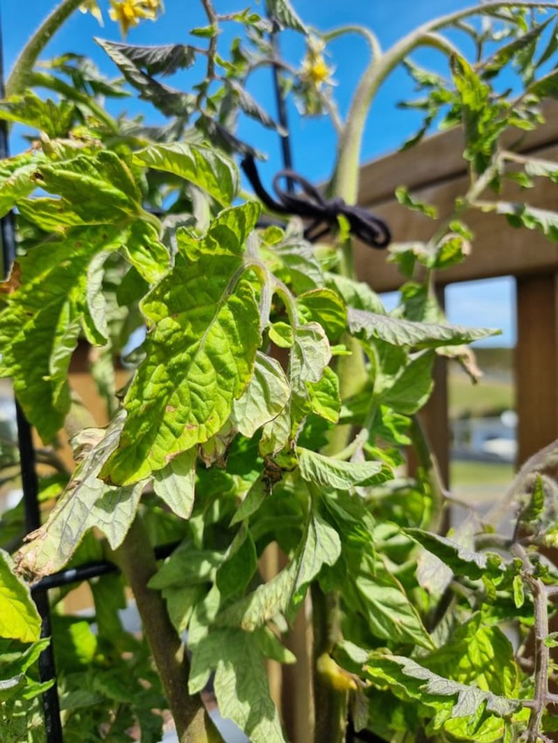 Weed Growth Stays Lower With Lettuce Filling Bare Soil
