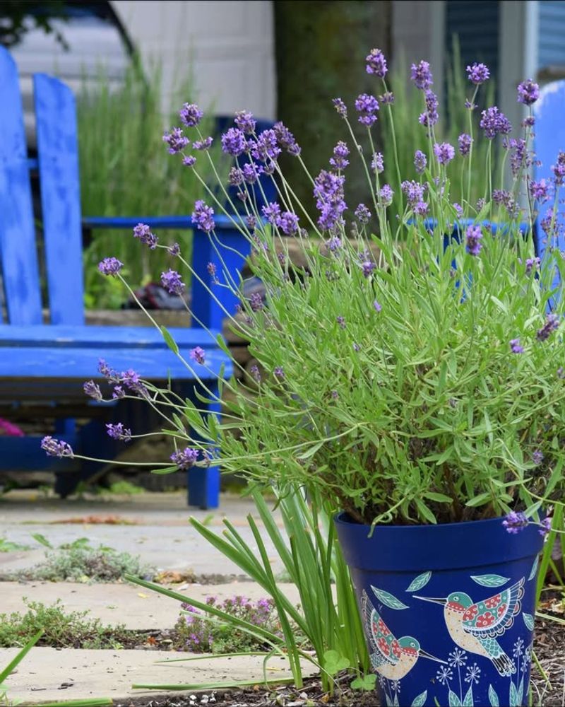 Versatile Planting Options