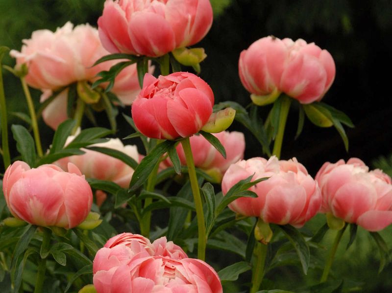 Your Garden Begins Its Spring Transformation