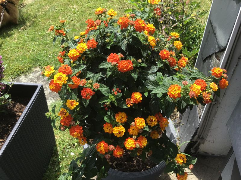 Tough, Vibrant, And Nearly Carefree