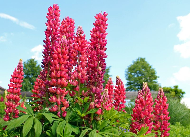 Where Lupine Grows Best