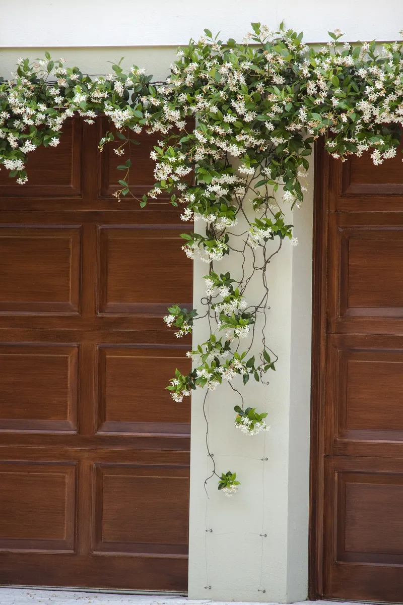 Evergreen Foliage Keeps Entry Areas Lush Year Round