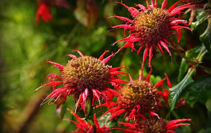 Powdery Mildew Thrives In Warm But Not Wet Conditions