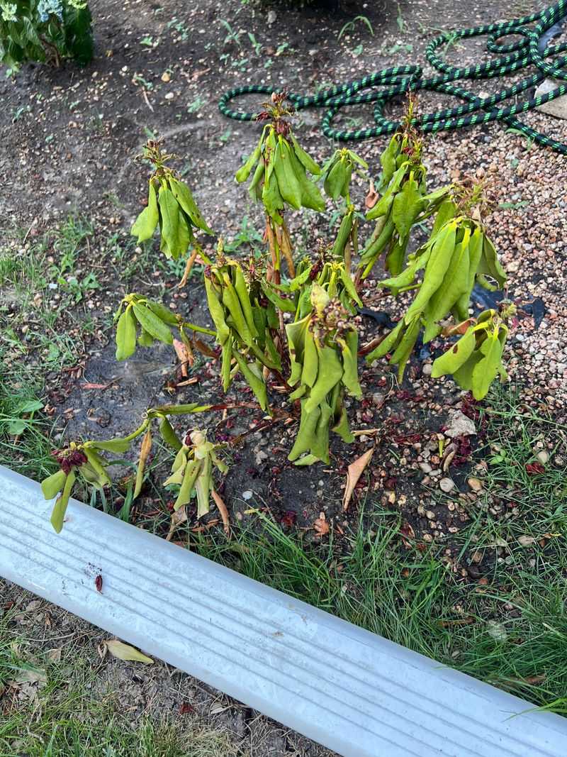 Root Rot Striking From Below