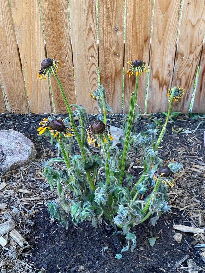 Wrong Plant In The Wrong Place