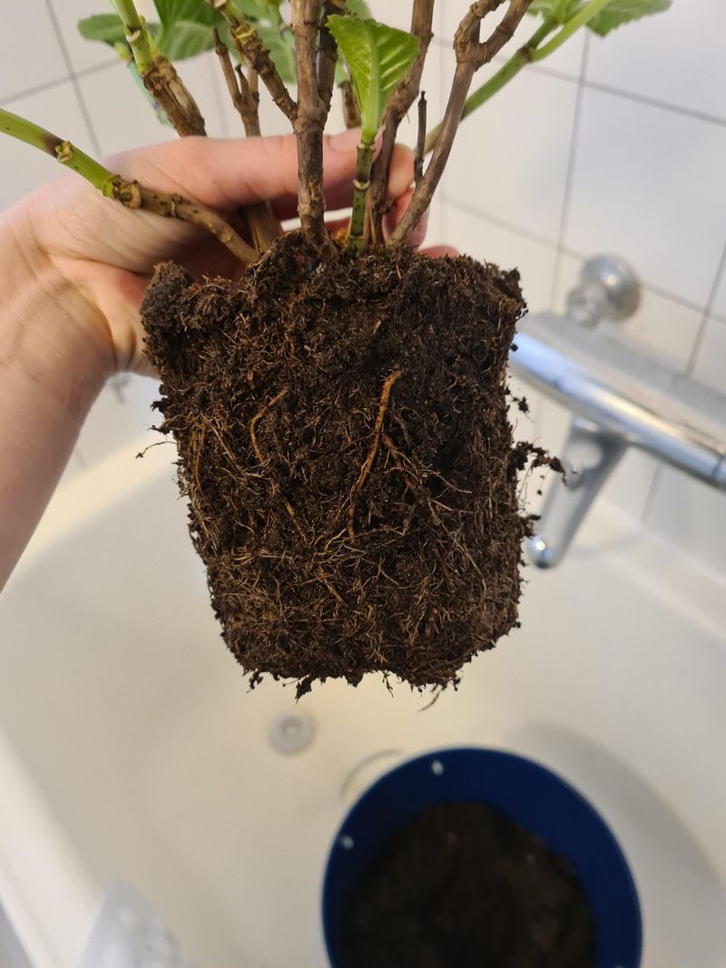Root Rot From Overwatering