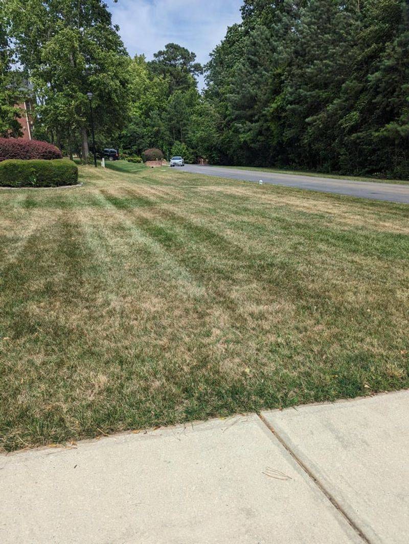 Fescue Lawns Fade Fast In Georgia's Hot Summers