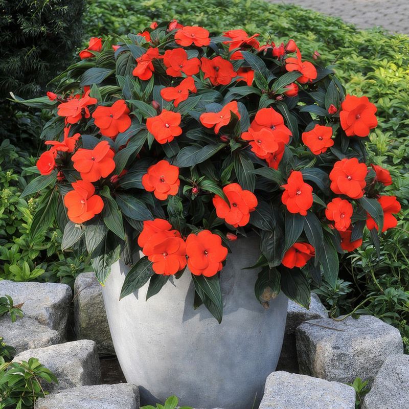 Impatiens That Brighten Shady Containers With Easy Color